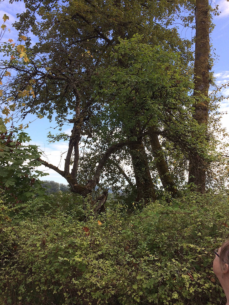 8672502_web1_apple_3239wolfriver