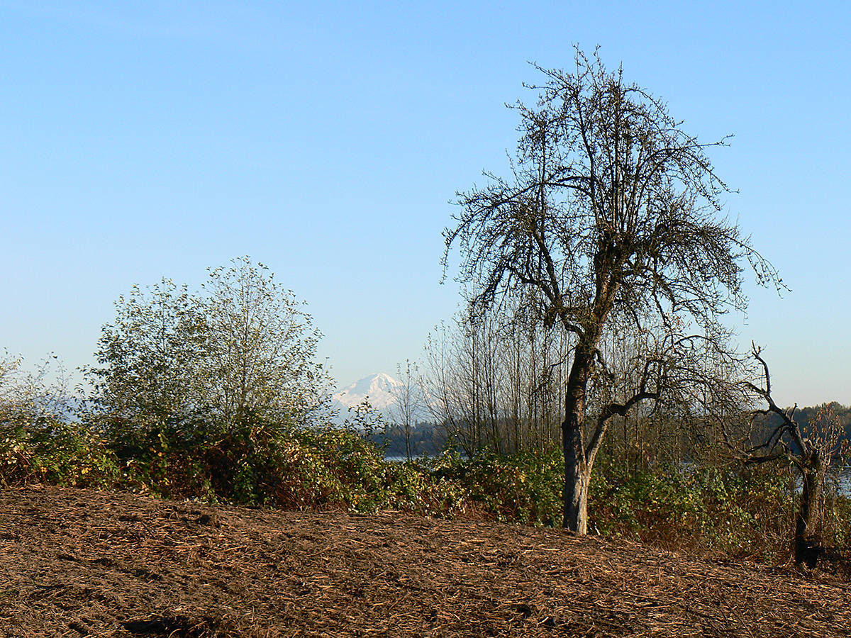 8672502_web1_drbi-apple-tree-ft-to-ft