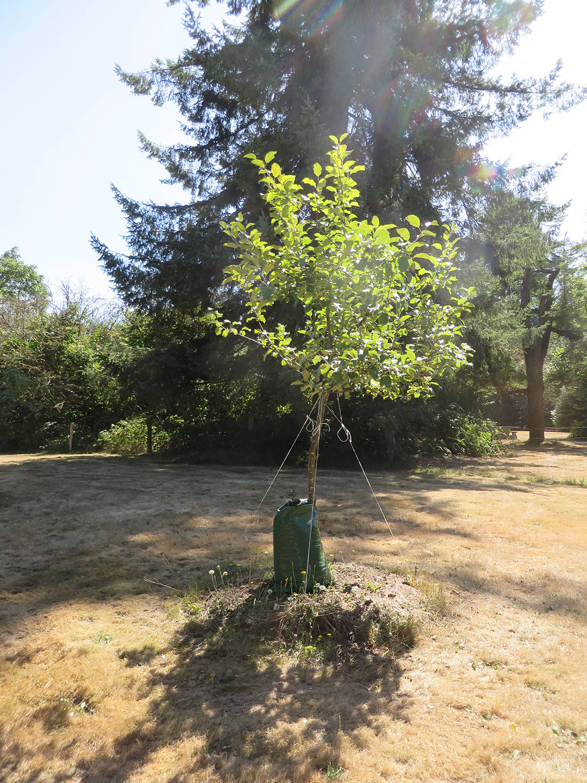 8672502_web1_orchard-tree