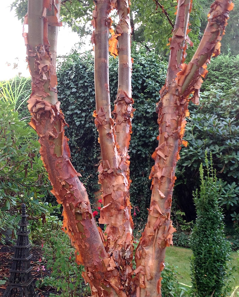 8801561_web1_acer-griseum