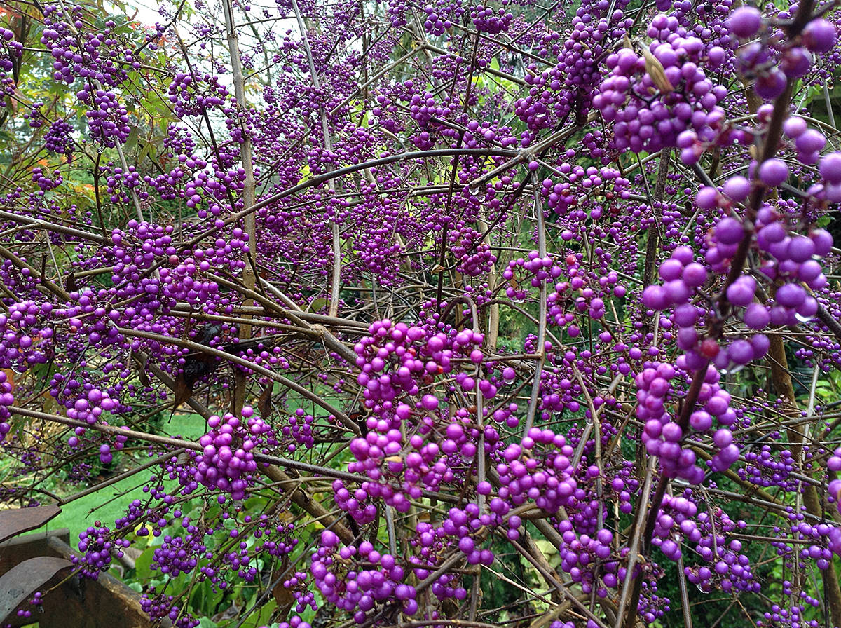 8801561_web1_callicarpa