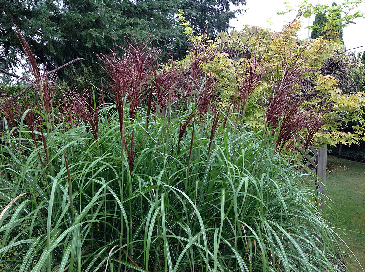 8801561_web1_miscanthus-rotsilber