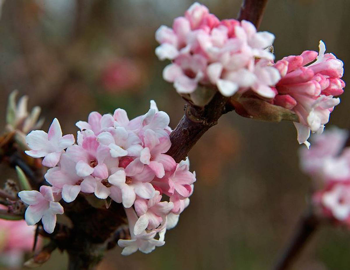 8801561_web1_viburnum-bodnantense-dawn