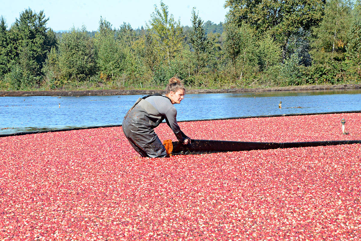 8818259_web1_Cranberries1c