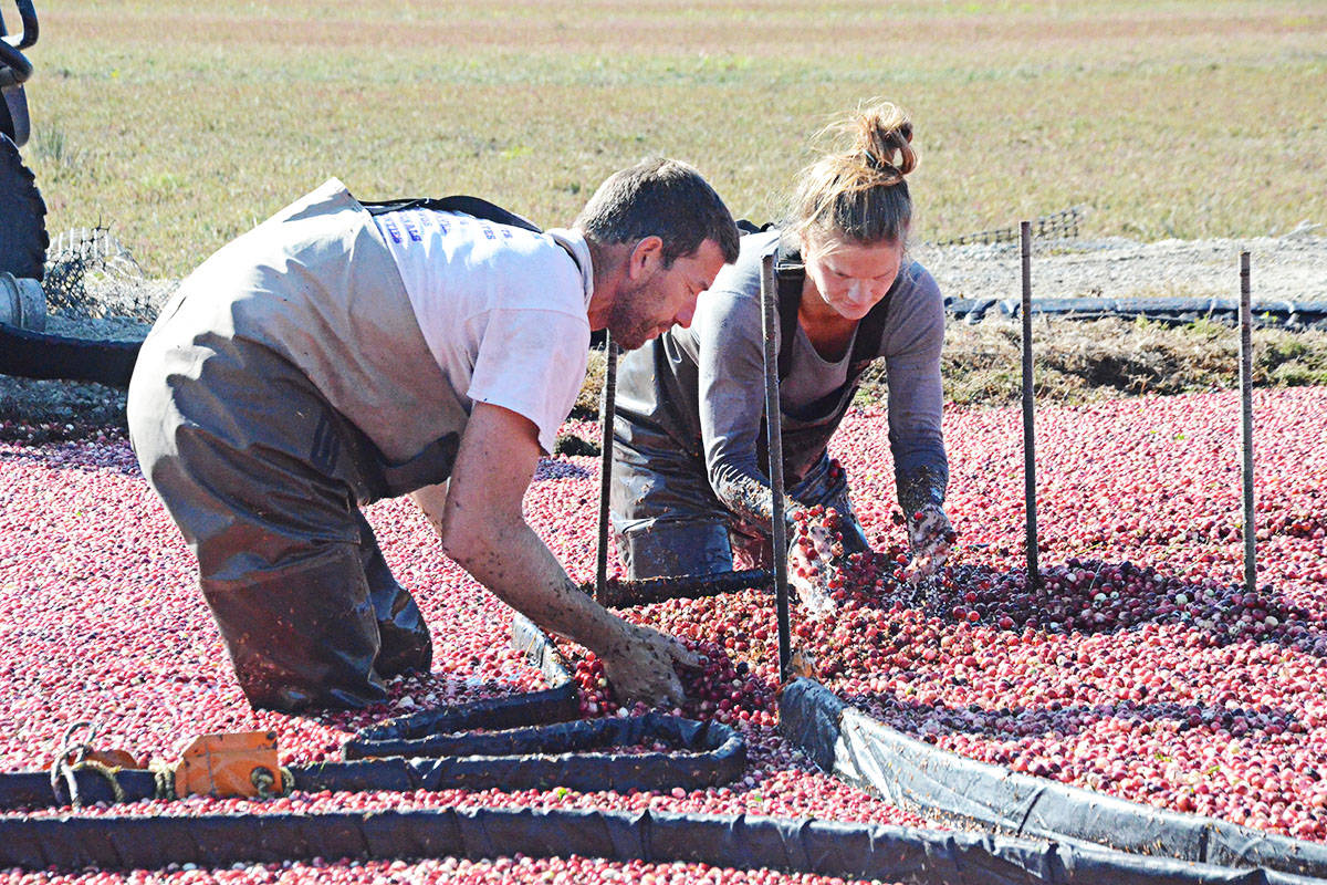 8818259_web1_Cranberries3c