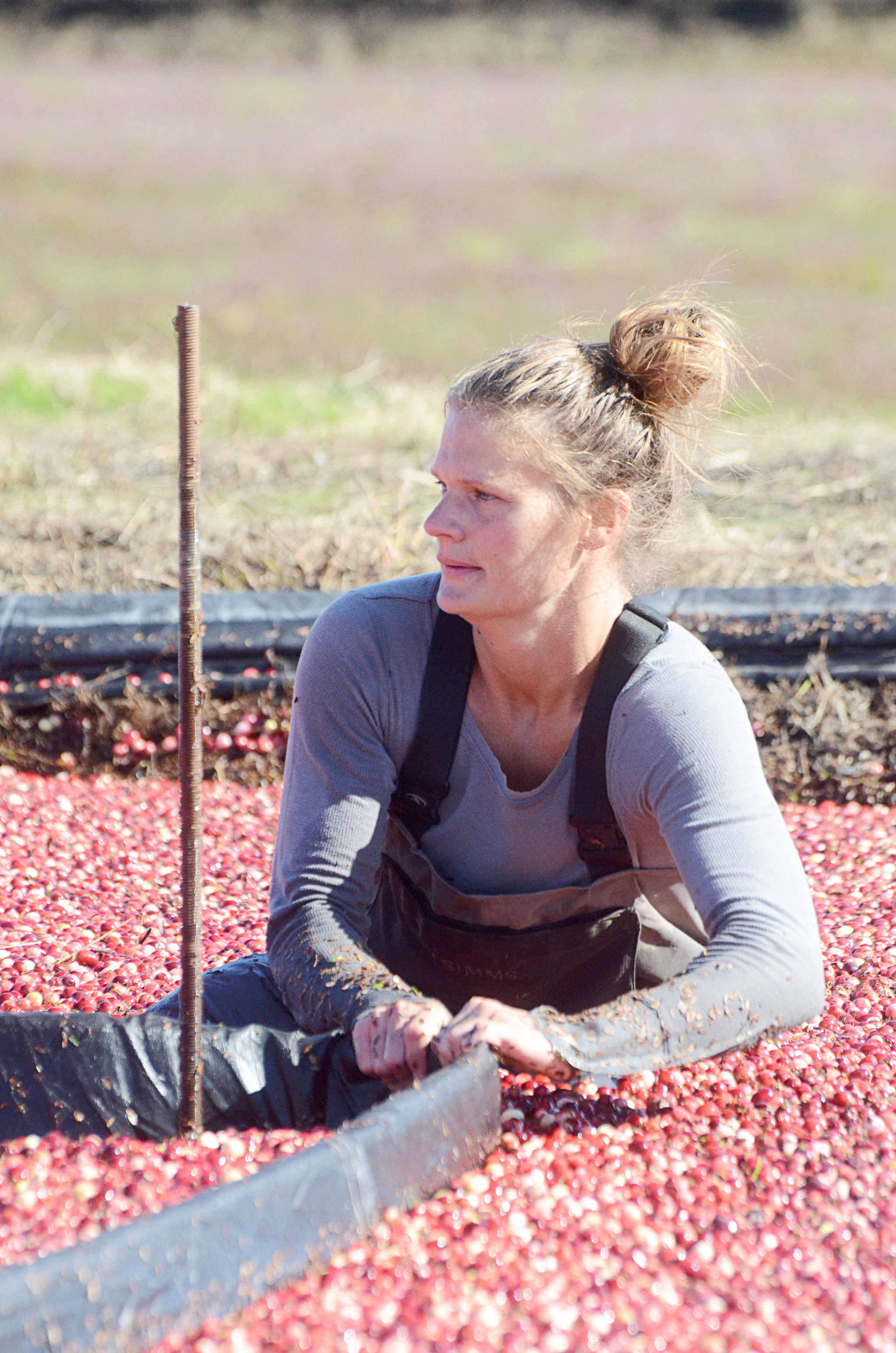 8818259_web1_Cranberries7c