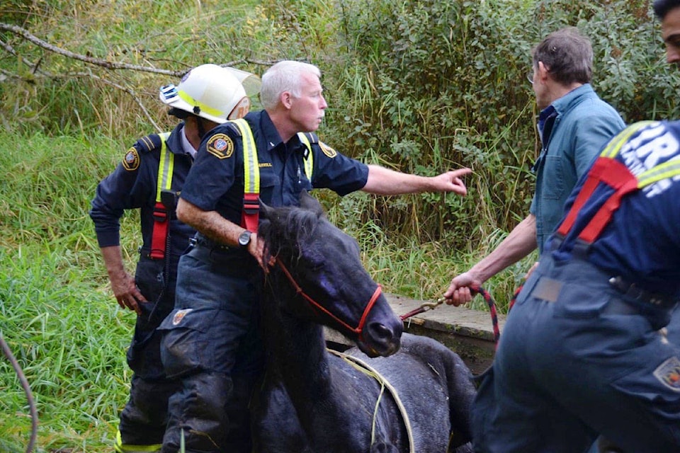 8936537_web1_171015-BPD-M-curtis-langley-horse-3766