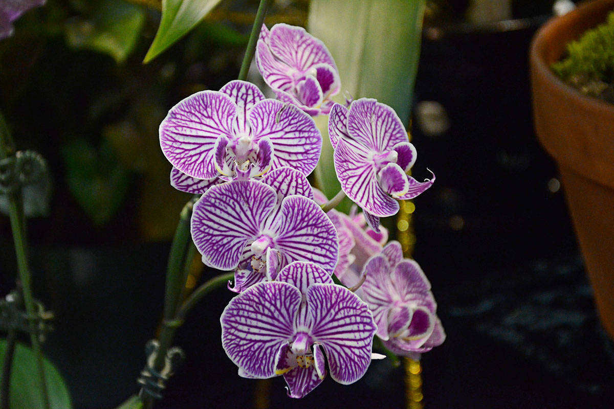 8944498_web1_Orchid4c