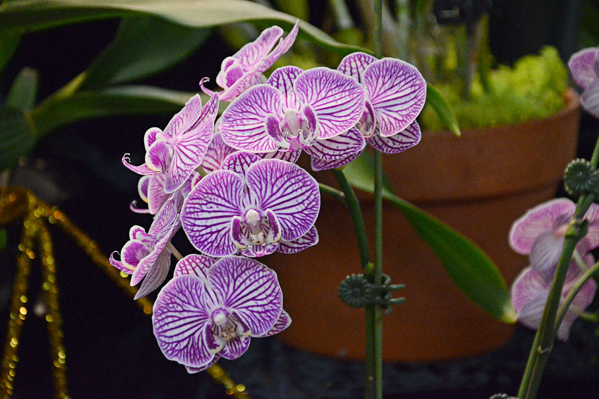 8944498_web1_Orchids12c