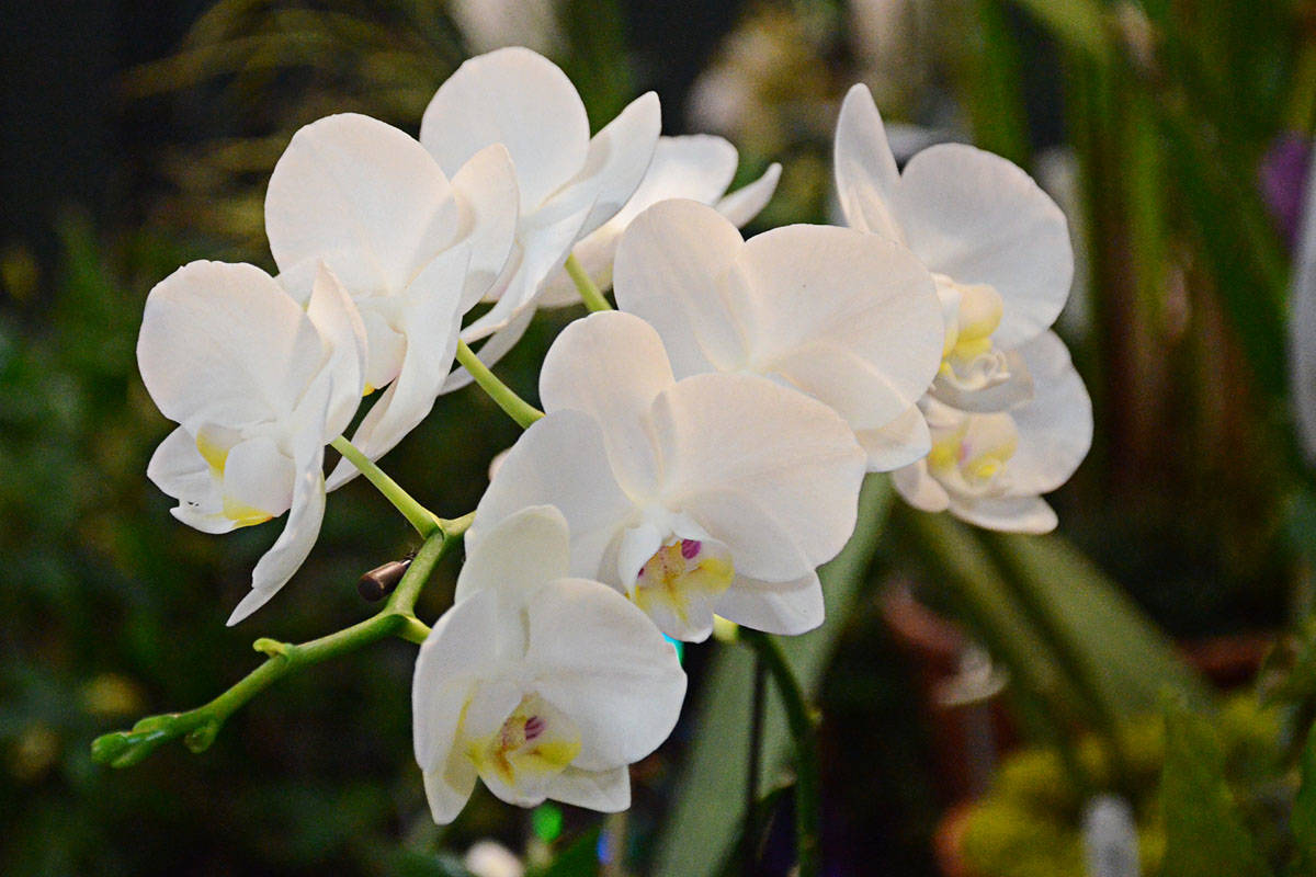 8944498_web1_Orchids13c