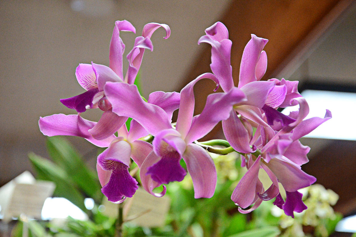 8944498_web1_Orchids14c