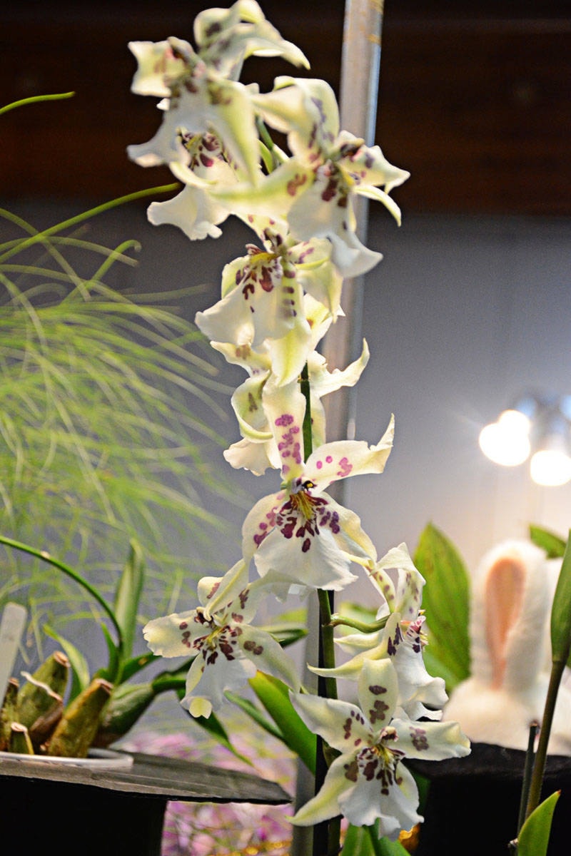 8944498_web1_Orchids5c