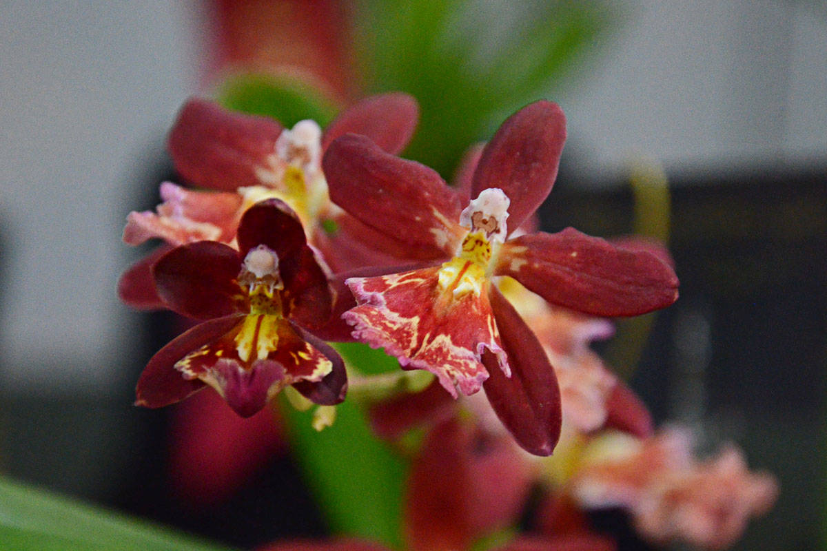 8944498_web1_Orchids9c