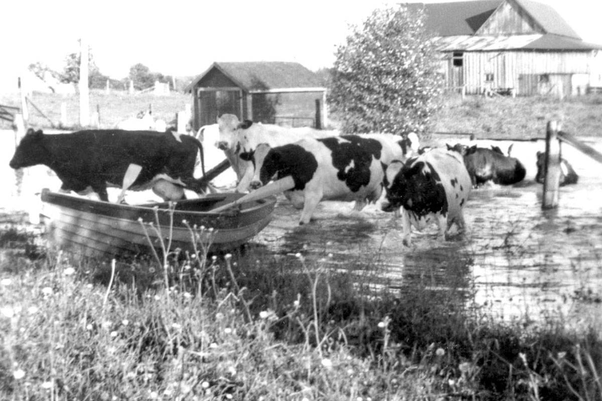 9615348_web1_CattleFloodWeb