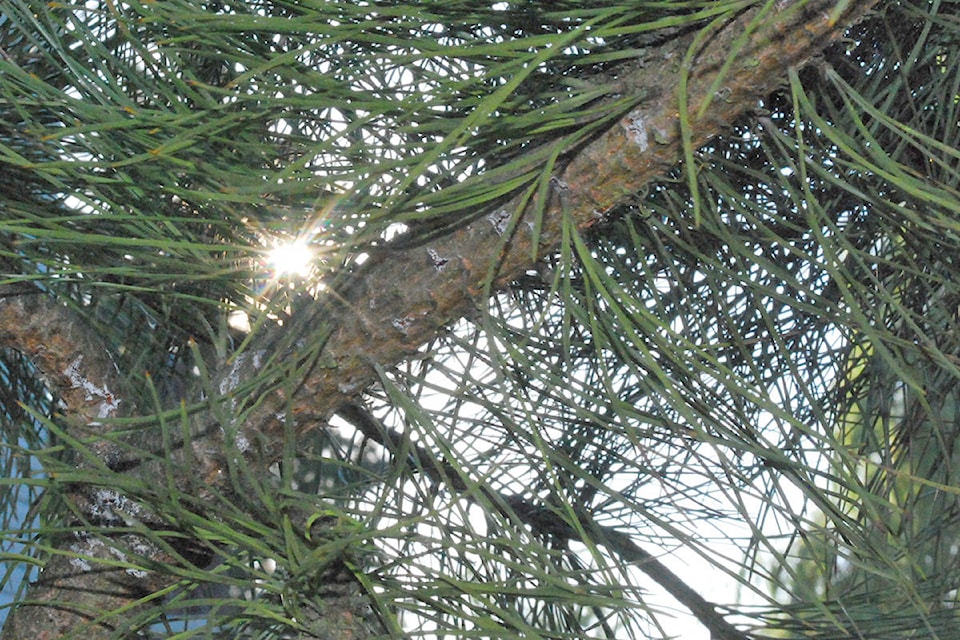 9983400_web1_171228-LAD-XmasTreeChipping_1