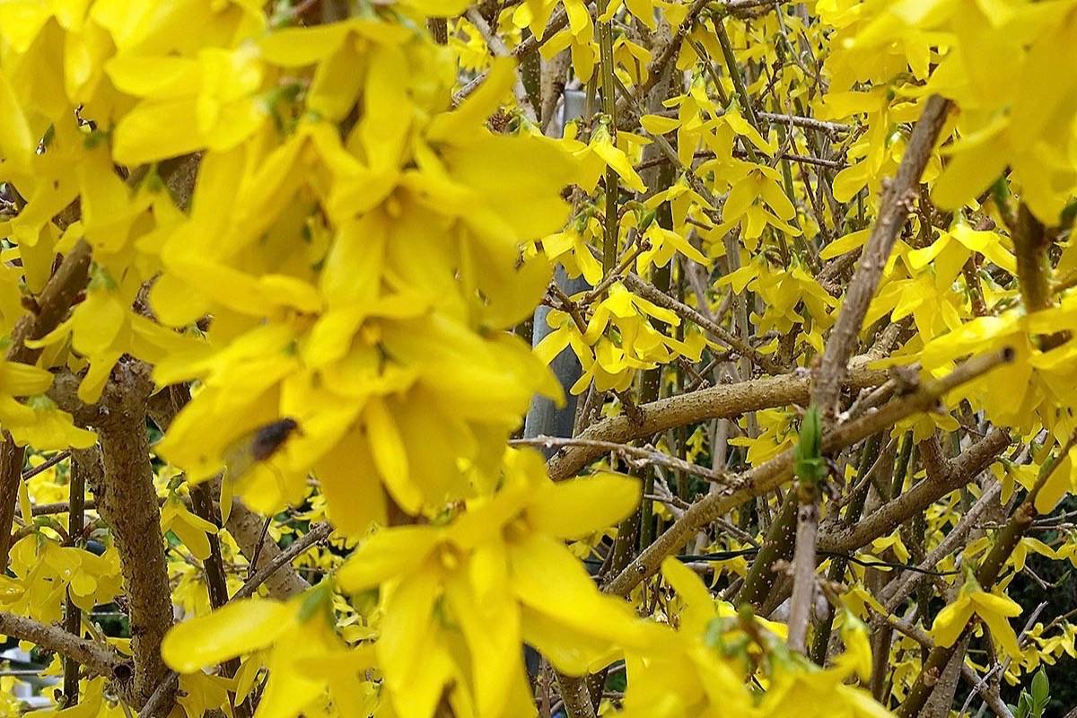 web1_170417-LAD-M-forsythiaC