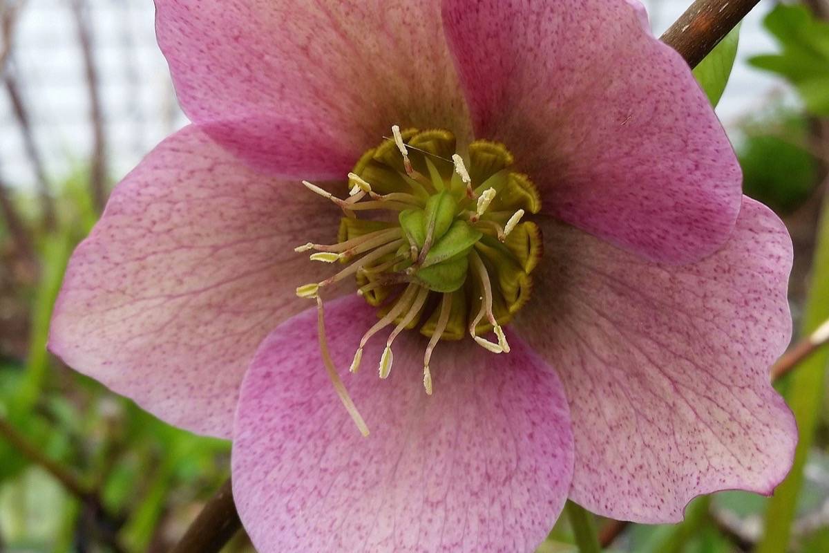 web1_170417-LAD-M-hellebores2C