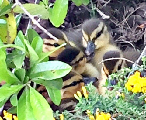 web1_170519-LAD-DuckNesting_5