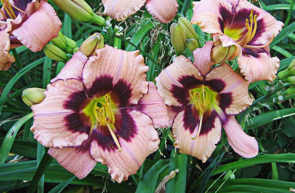 web1_FlowersC