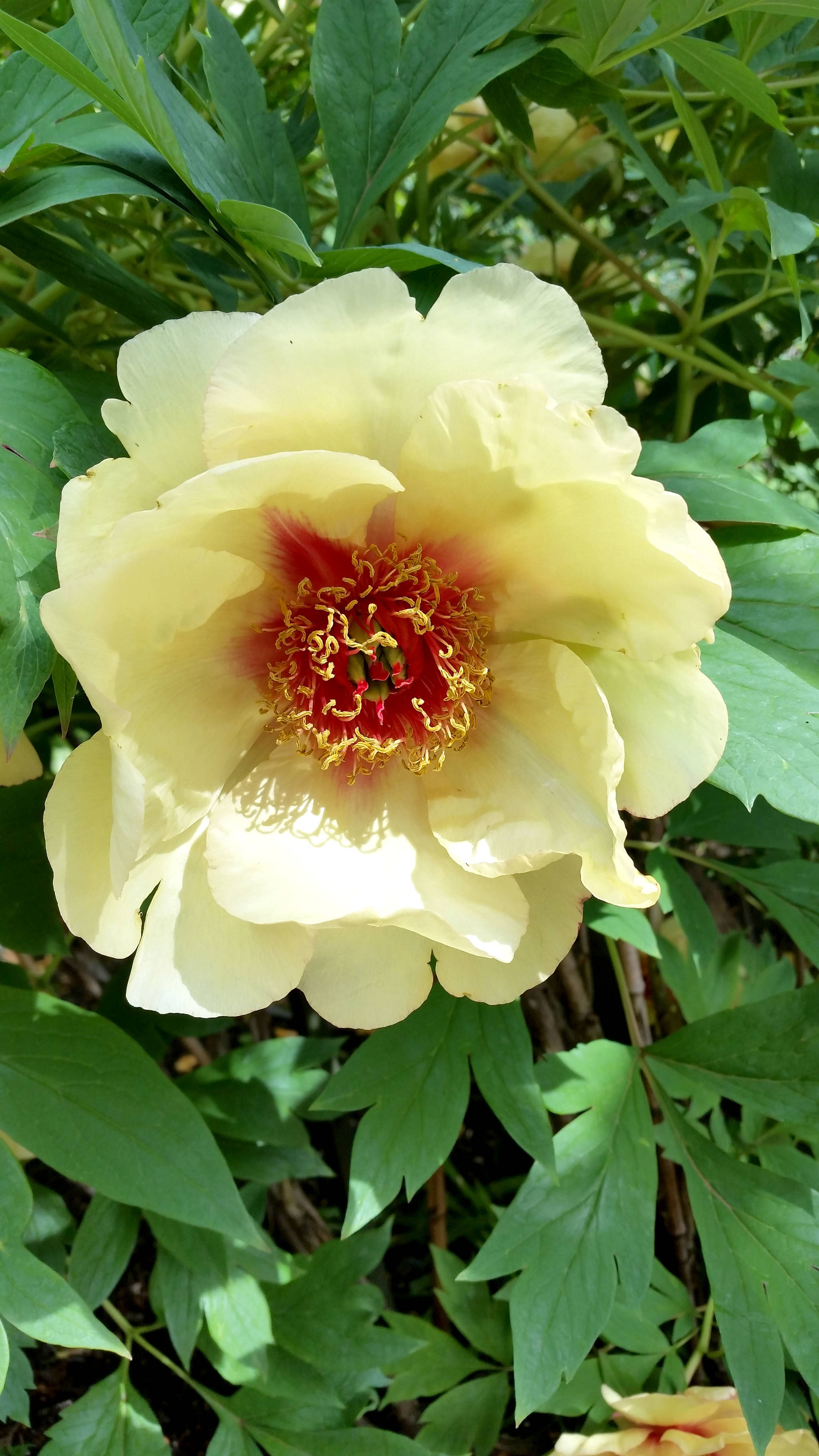 web1_Peony-Bartzella-C