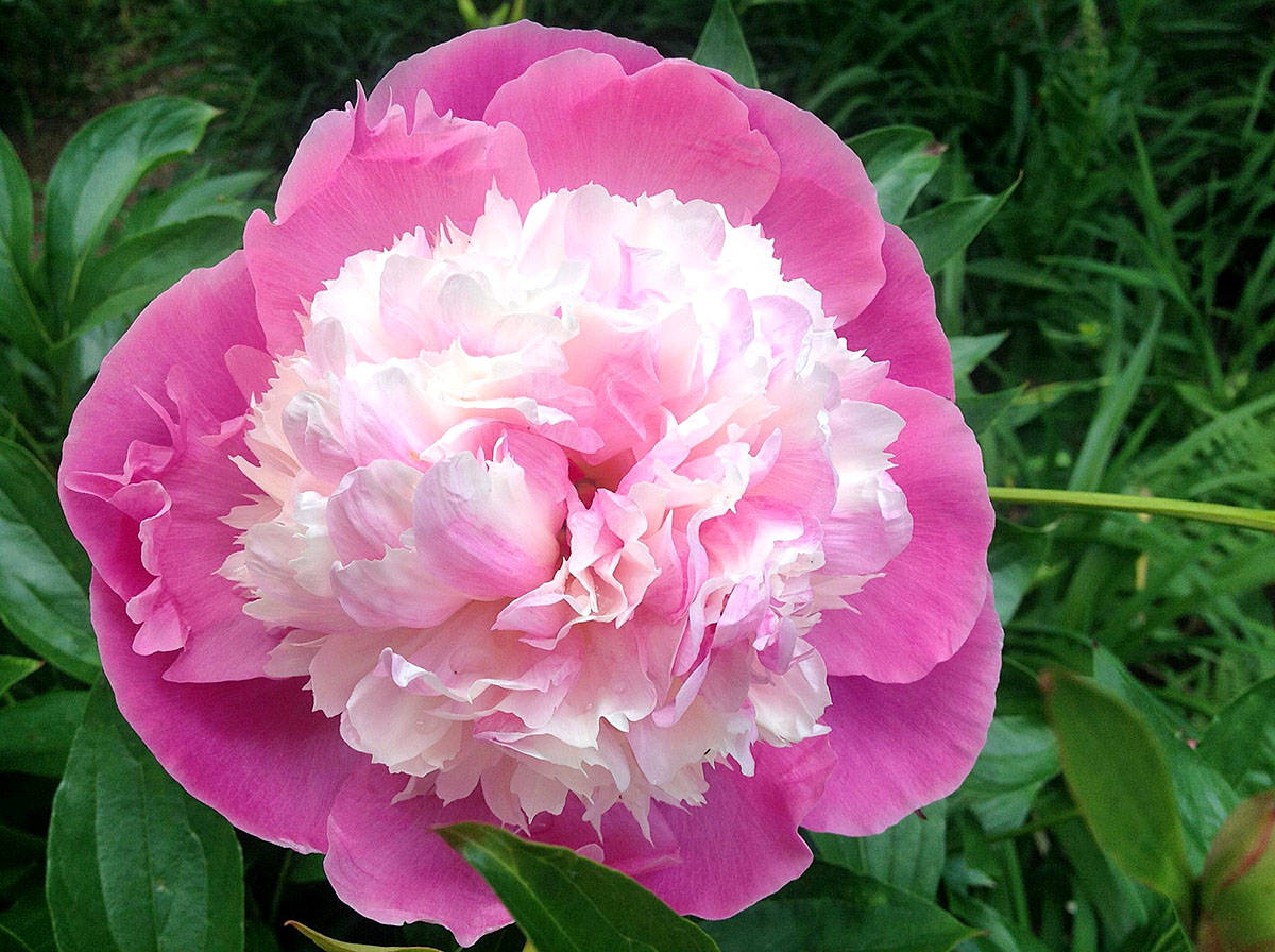 web1_Peony-Bowl-of-BeautyC