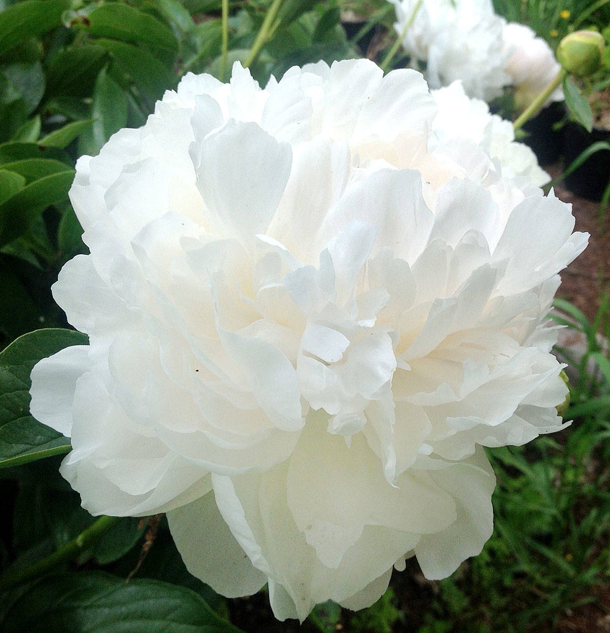 web1_Peony-Duchesse-de-NemoursC