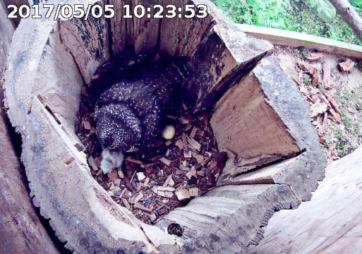 web1_SpottedOwlCamC