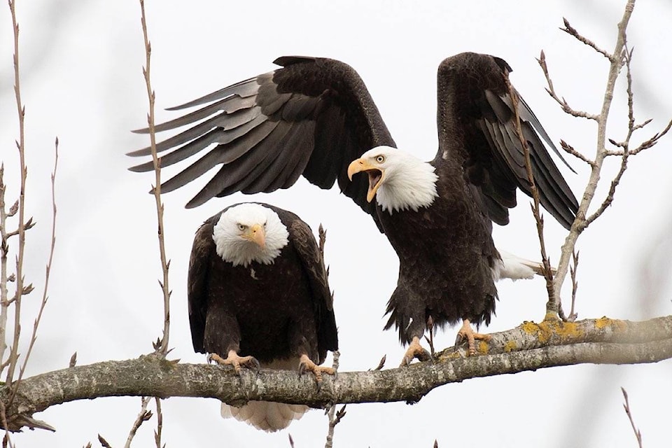 web1_copy_170426-LAD-M-Bald-Eagle-pair-4093C