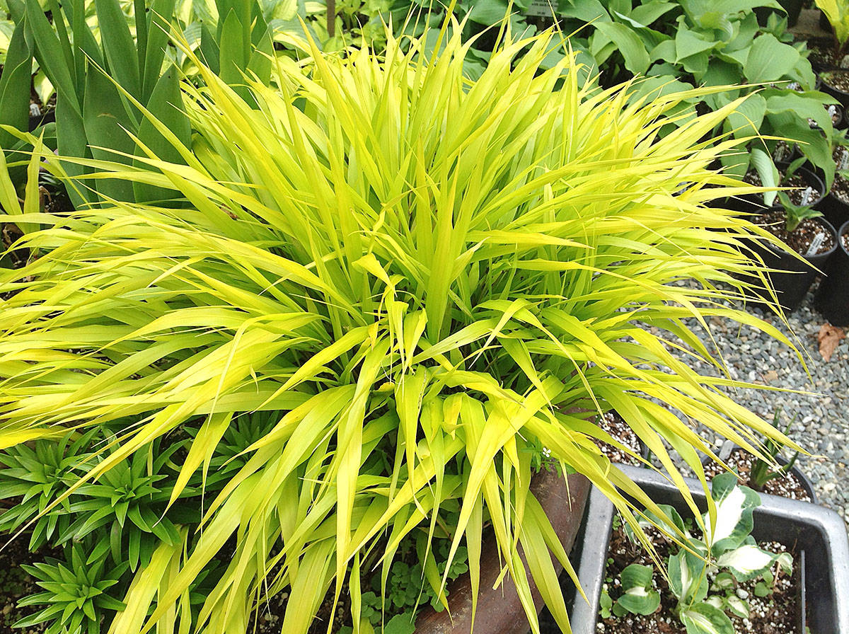 web1_hakonechloa-all-goldC