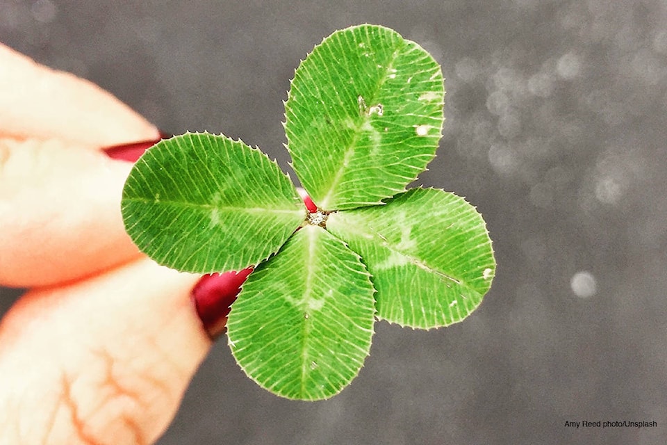 15984928_web1_Shamrock