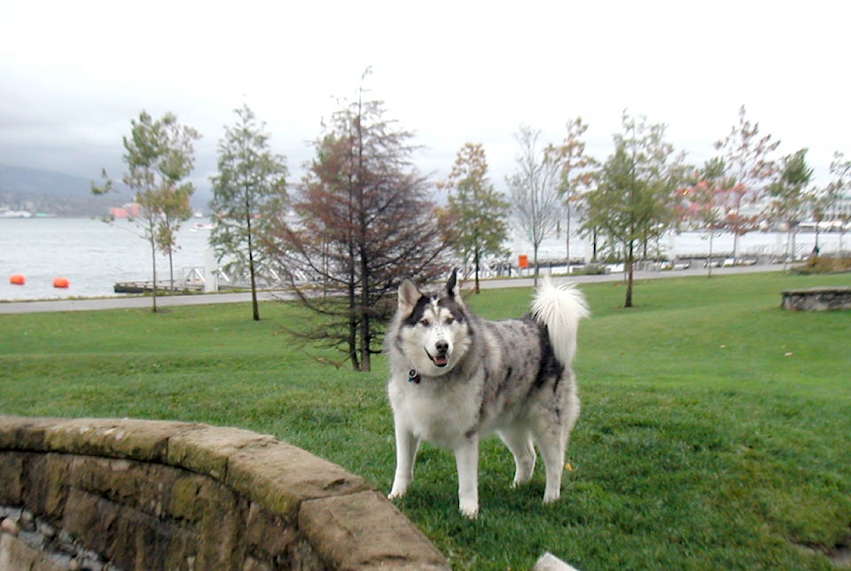 16068172_web1_Vancouver_BC_husky