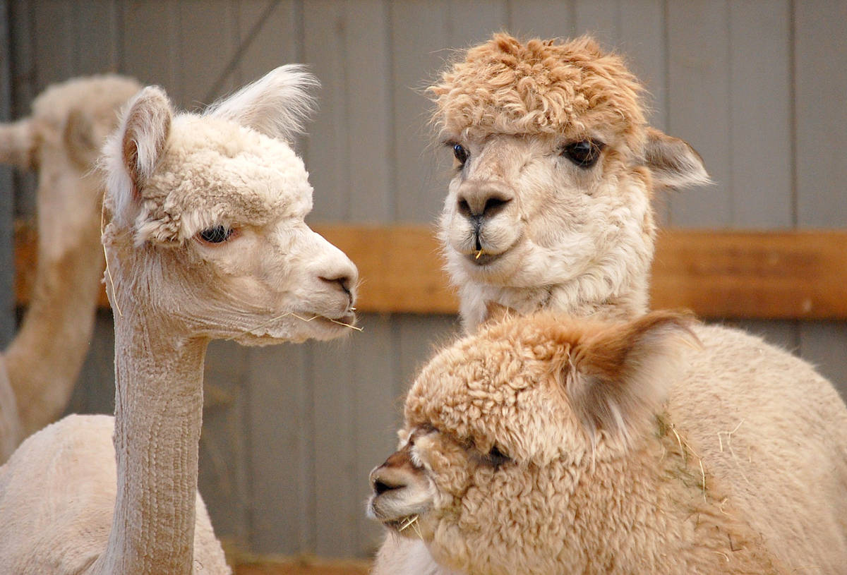 16214381_web1_Shearing10C