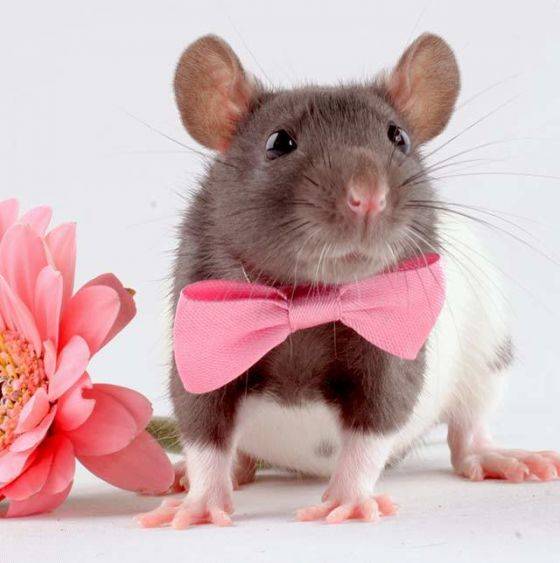 Rats available for adoption in Vancouver Langley Advance Times