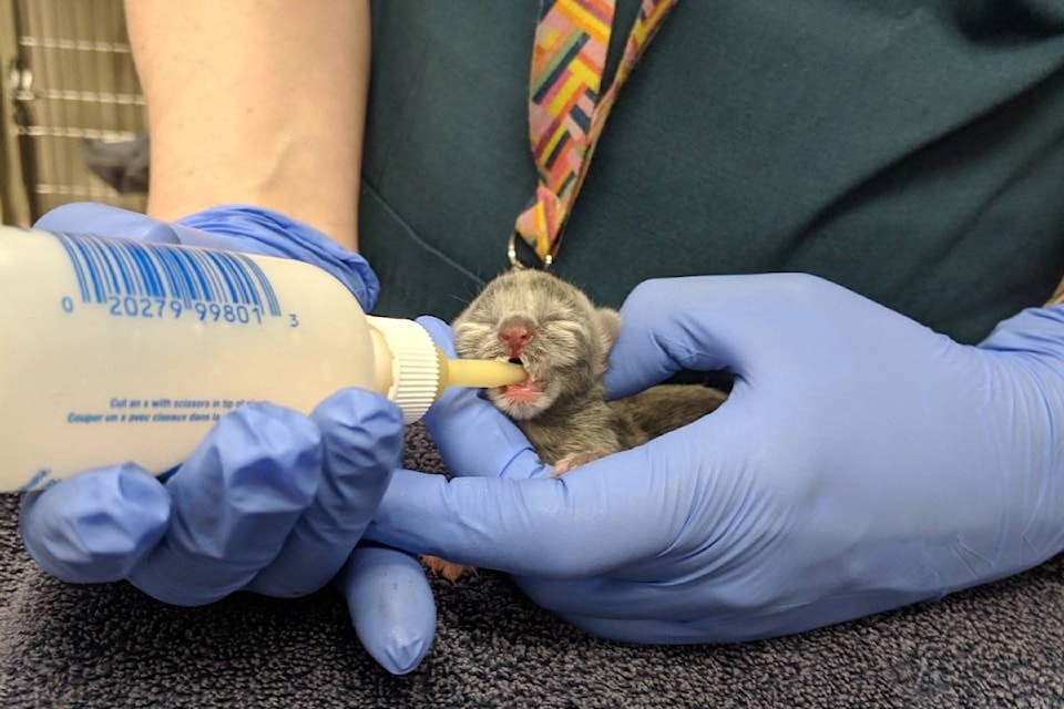 16560797_web1_190424-BPD-M-kitten-1
