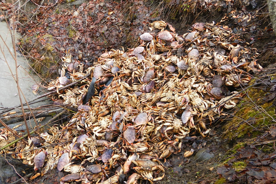 16565112_web1_copy_190502-TST-second-dungeness-crab-dump-found_1