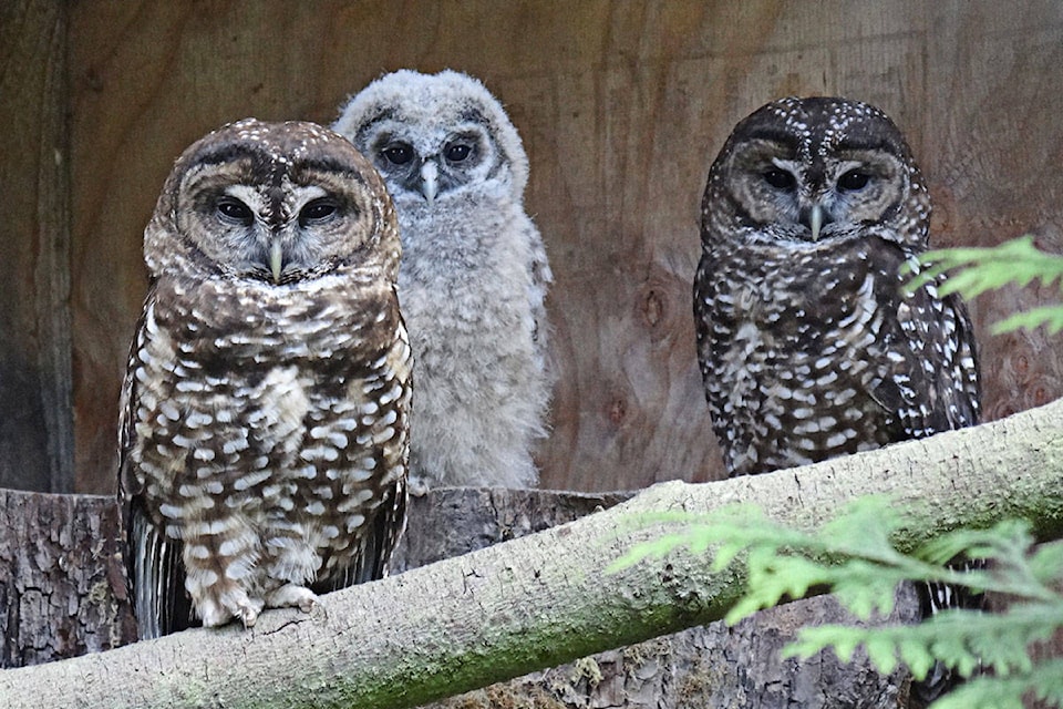 16643941_web1_copy_190501-LAT-SpottedOwls2