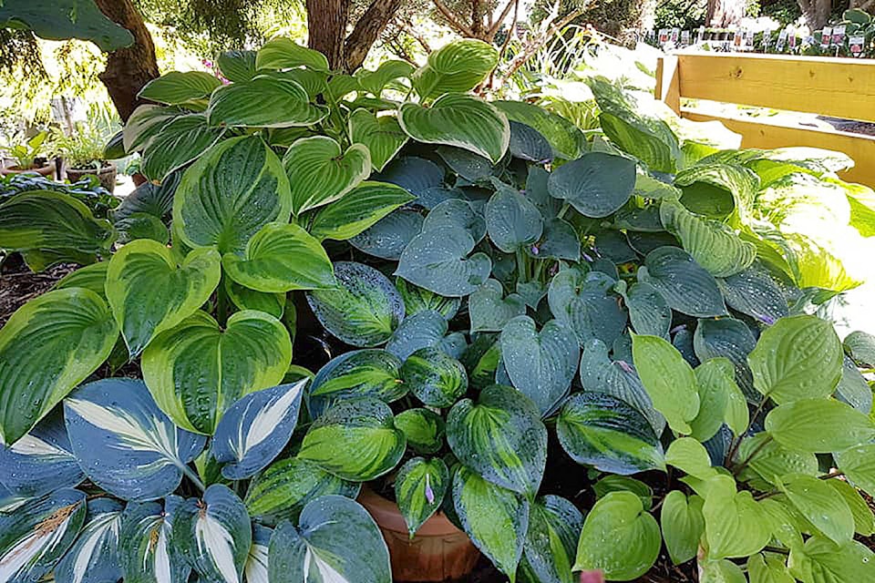 16772185_web1_hostas-containers