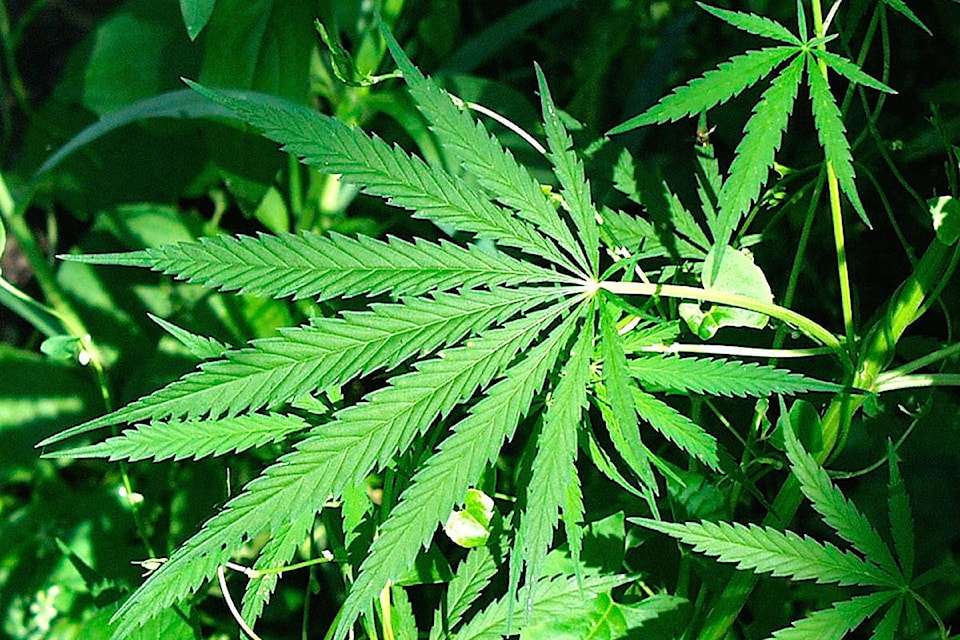 16777598_web1_Marijuana-Leaf-Teaser