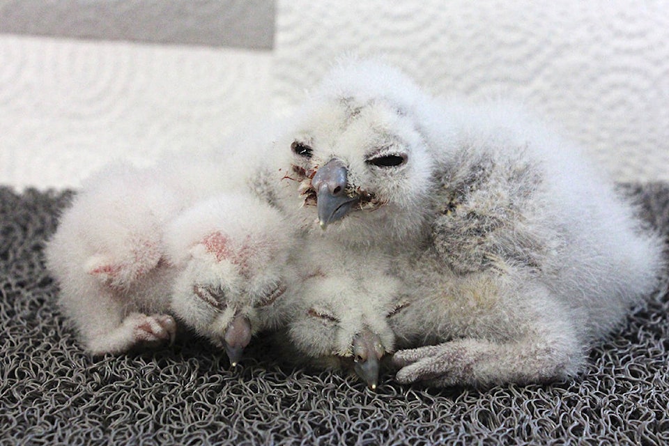 16785774_web1_190510-LAT-OwlChicks