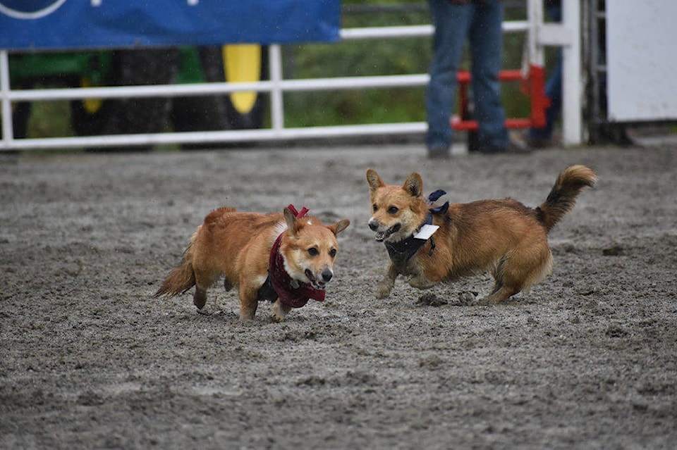 16930051_web1_16927229_web1_copy_190522-CLR-BN-CorgiRaces_2-1024x682