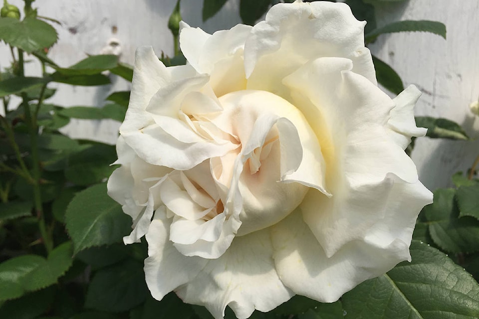 17274428_web1_190612-LAT-BetteMidlerRose