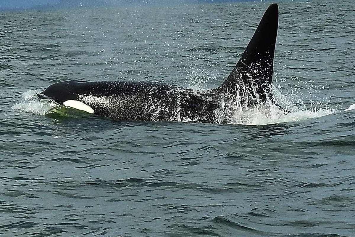 17538878_web1_KillerWhales2