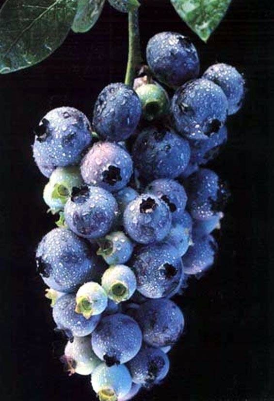 17668084_web1_Blueberry--2