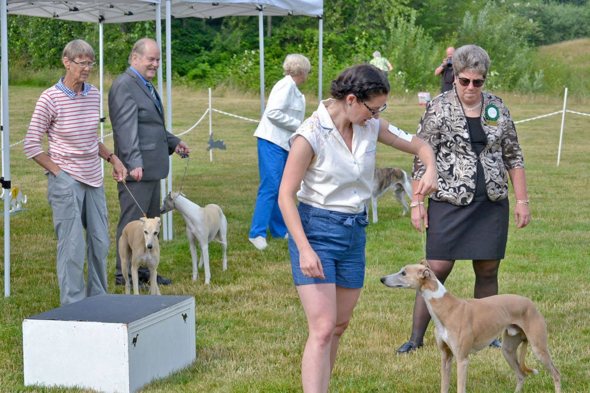 National sales whippet association