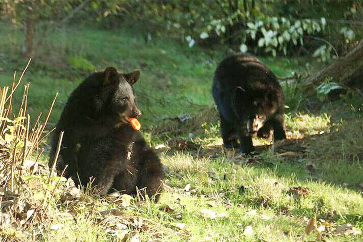 17993660_web1_copy_8996083_web1_171020-LAT-blackbearcubs