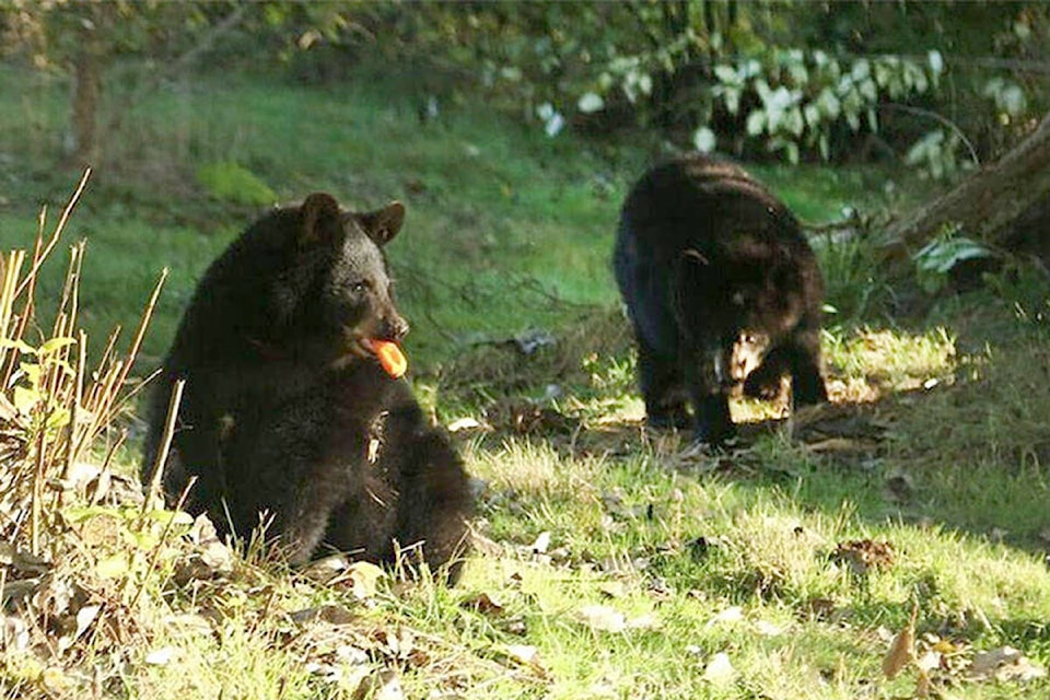 18032185_web1_8996083_web1_171020-LAT-blackbearcubs