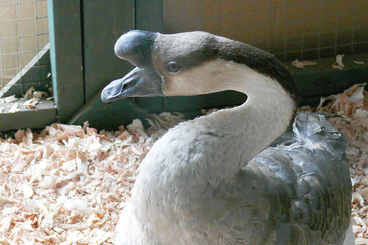 18432799_web1_1900908-LAT-Country-Celebration-goose