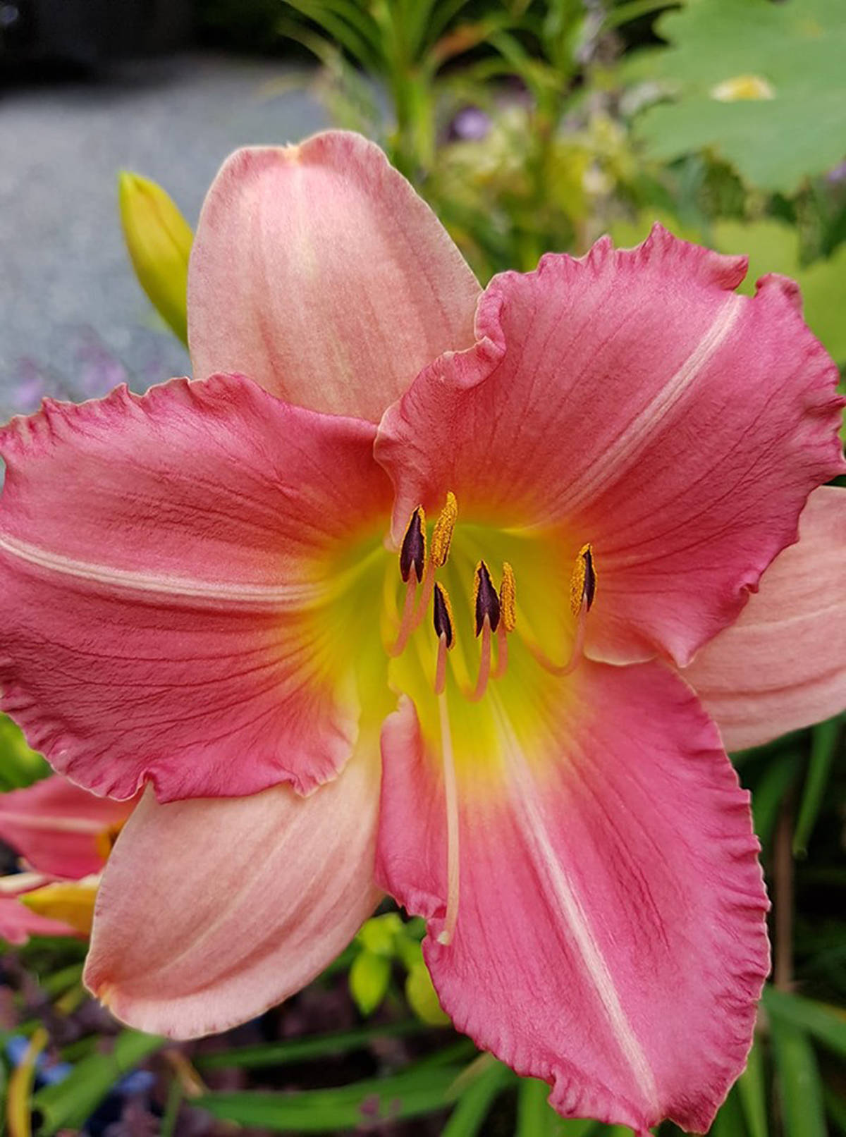 18436765_web1_final-touch-daylily