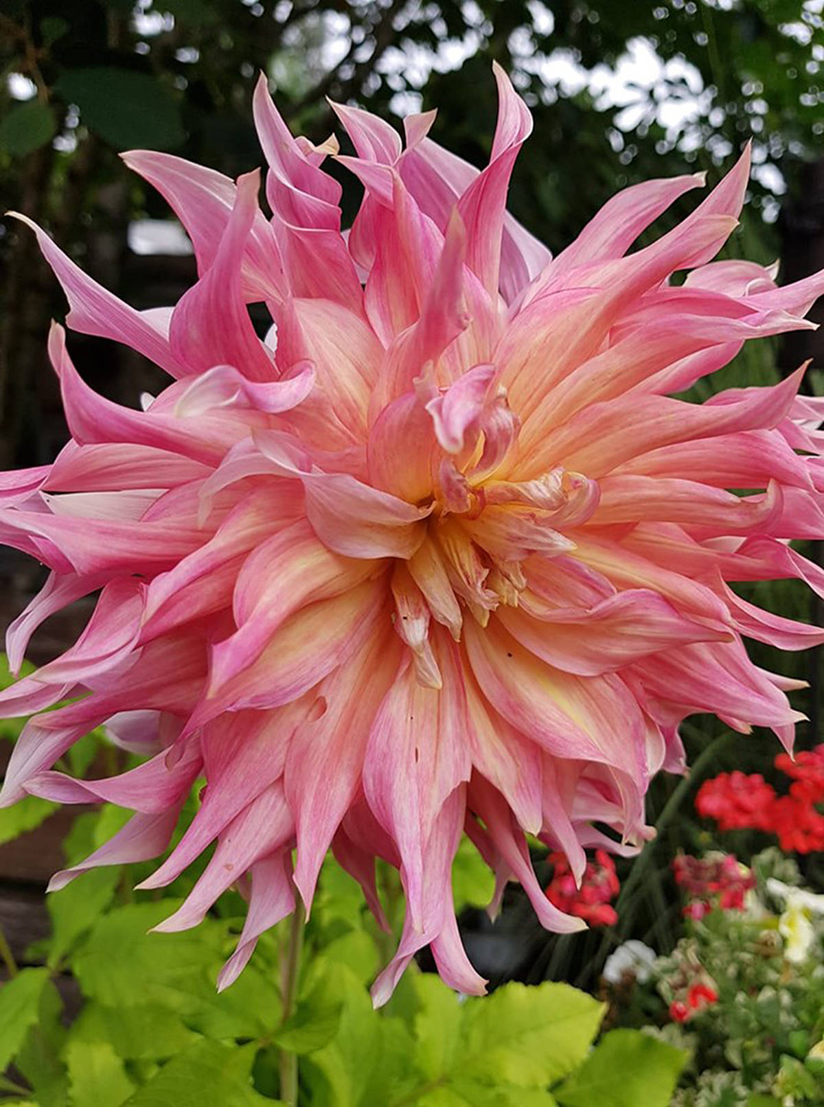 18436765_web1_penhill-watermelon-dahlia