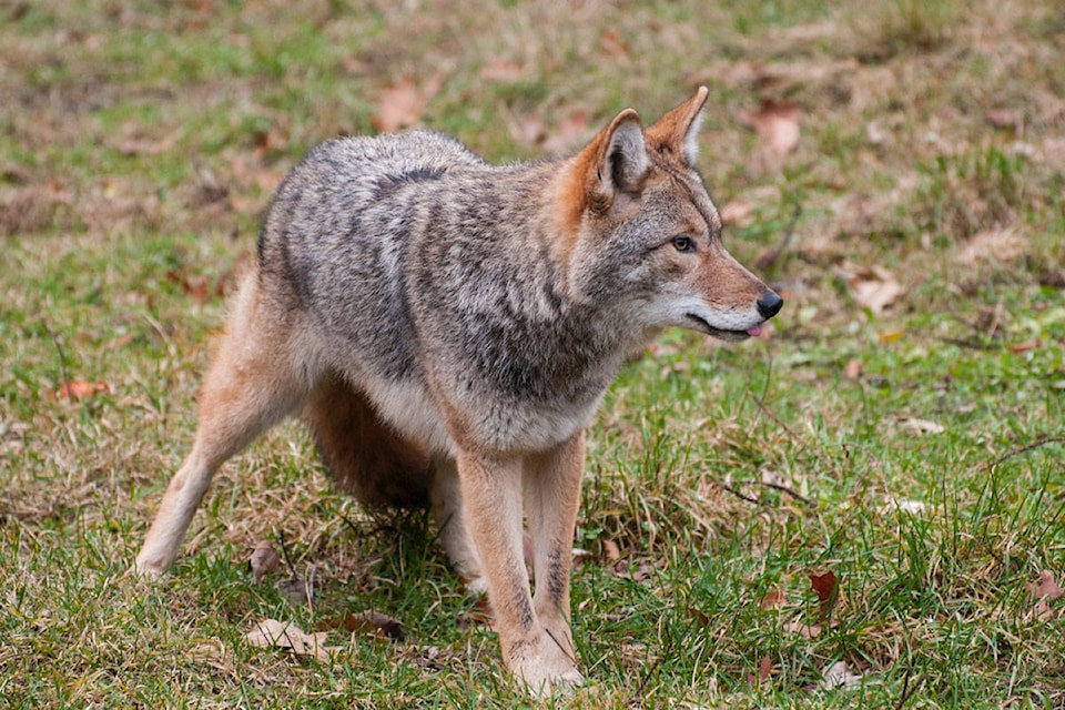 18668376_web1_carnivore-coyote-fur-397868--1-